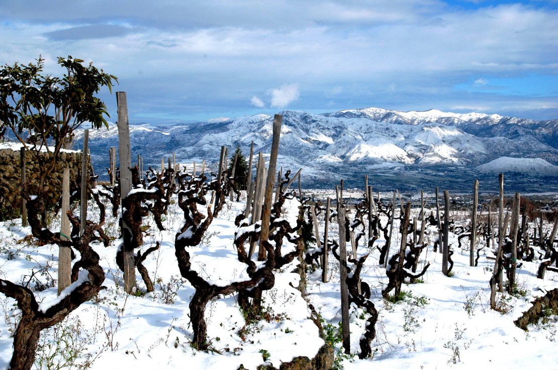 Vinstokke i sne, Italiens hemmelige vine, Muusmann Forlag
