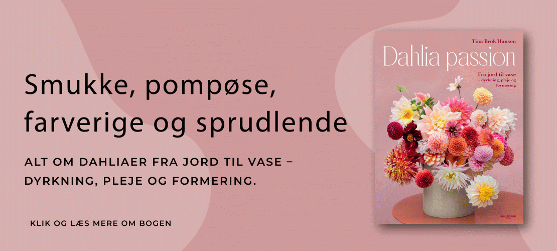 Dahlia passion Tina Brok Hansen Muusmann forlag